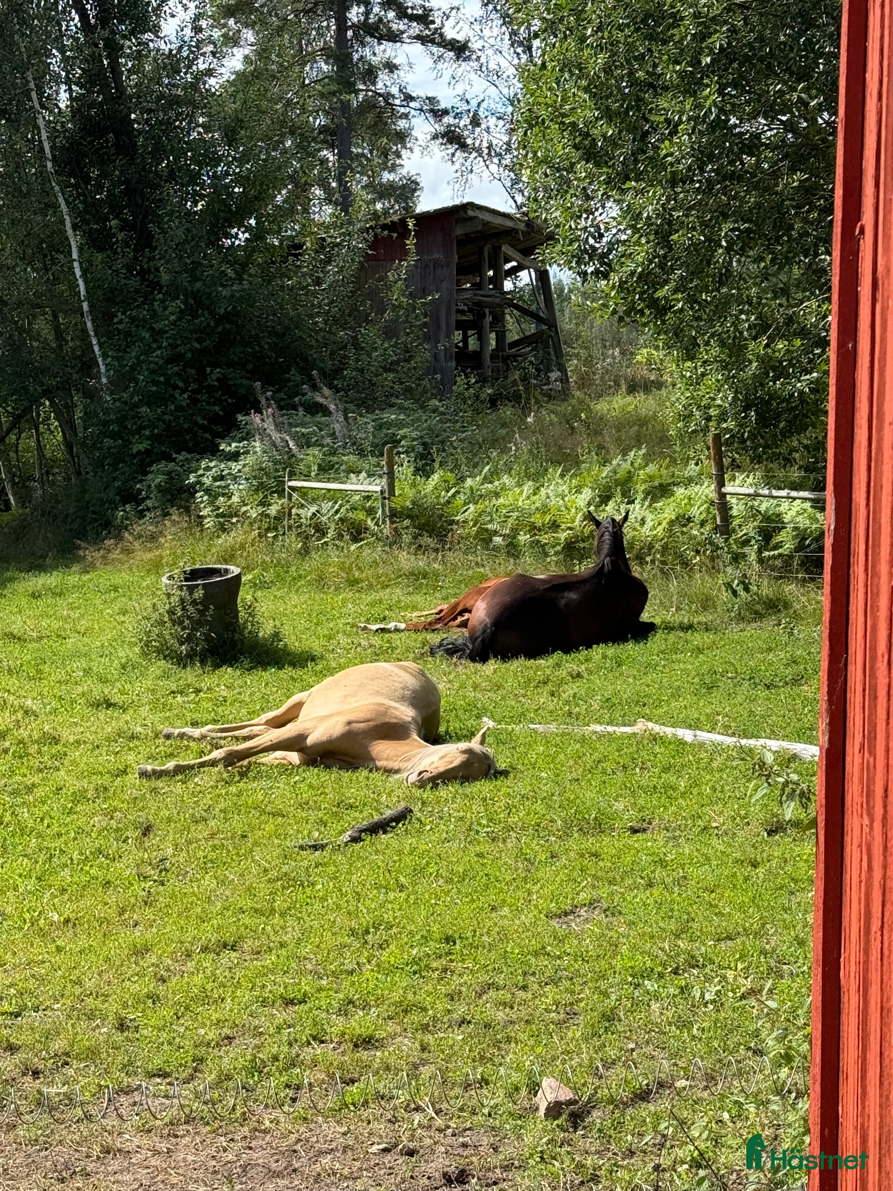  hästar träningskompis och bästavän sökes  i Nora - Annons 3