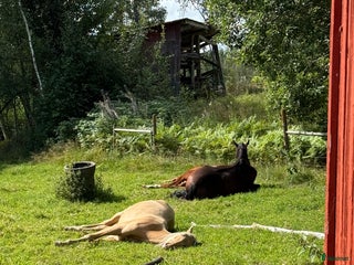 hästar träningskompis och bästavän sökes i Nora - Annons 3