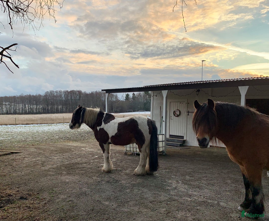  stallplats finnes: Stall med havsutsikt i Grödinge - Annons 6