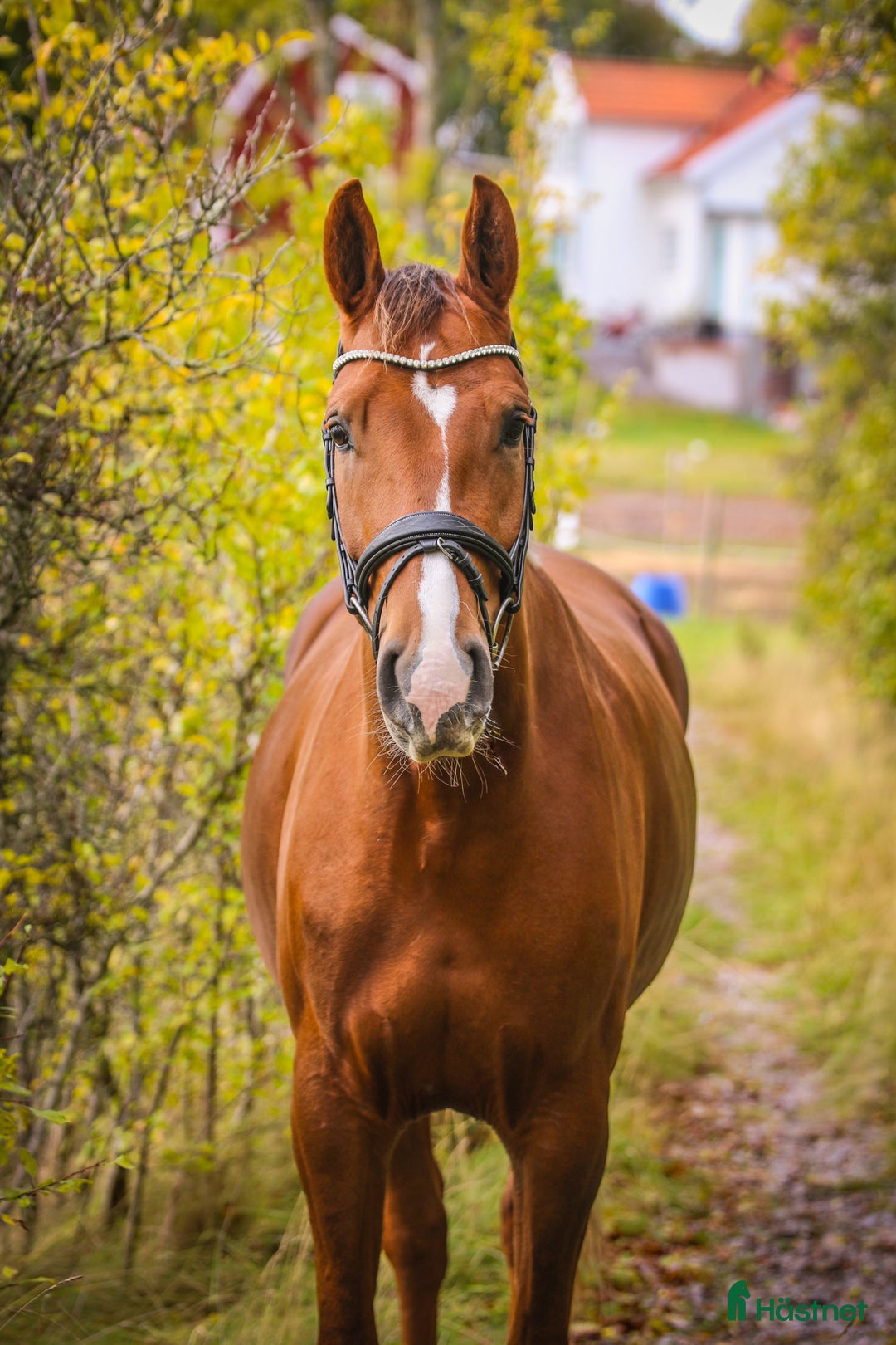 Hoppning hästar till salu: Vackert sto i Vikbolandet - Annons 7