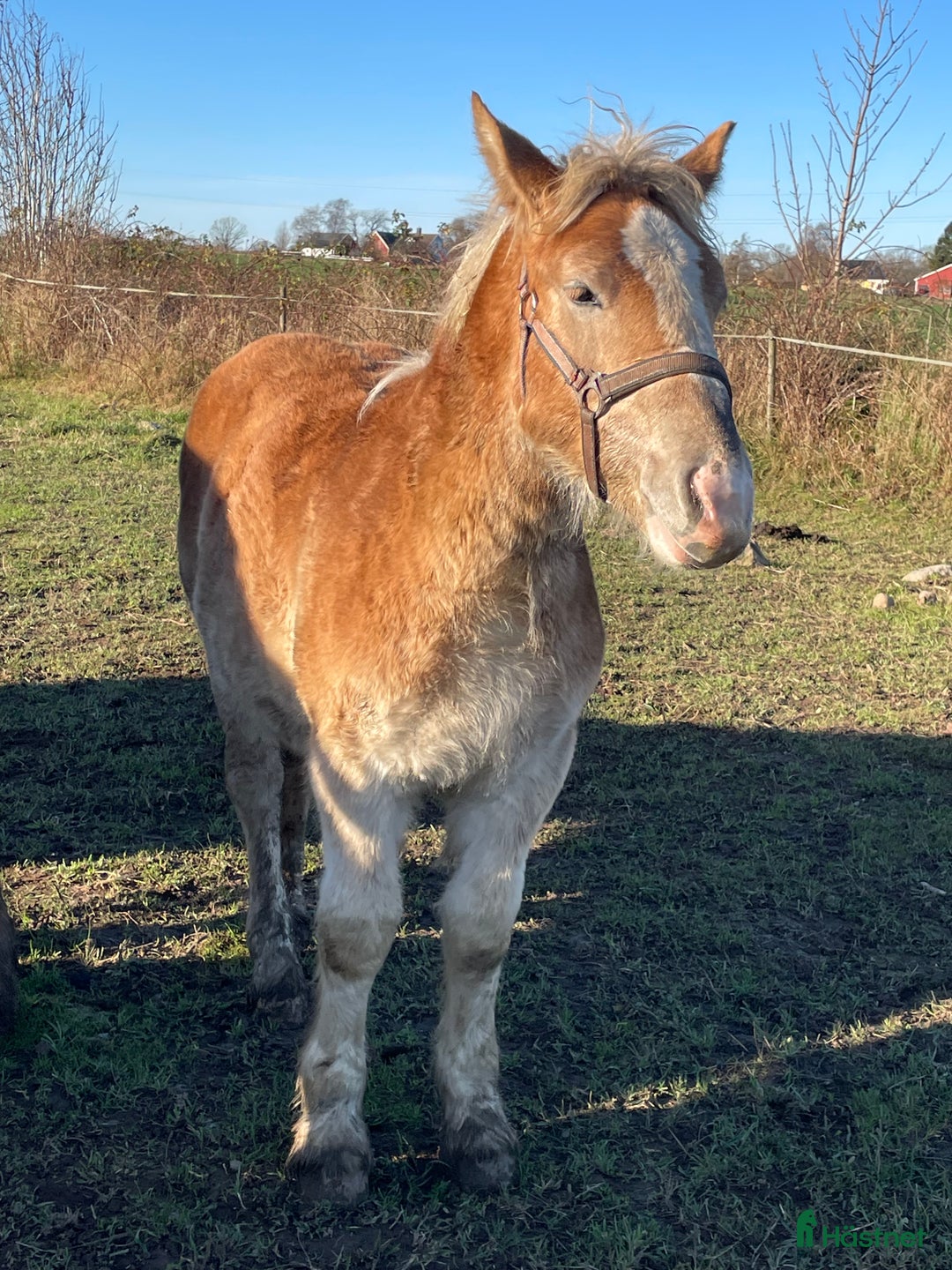 Allround hästar till salu: Härliga föl  i Hörby - Annons 3