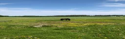  stallplats finnes: Söker eget stall/ lösdrift/ lada  i Oxelösund - Annons 1