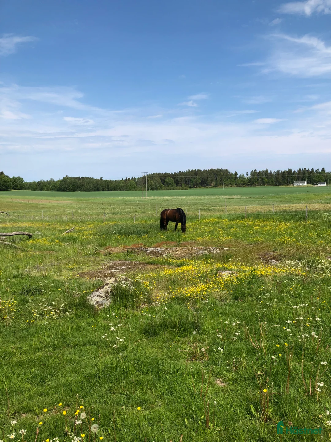  stallplats finnes: Söker eget stall/ lösdrift/ lada  i Oxelösund - Annons 1