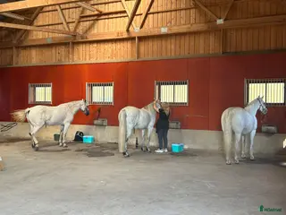 hästjobb Stalltjänst 50% på Clinic Arena i Tenhult! - Annons 1