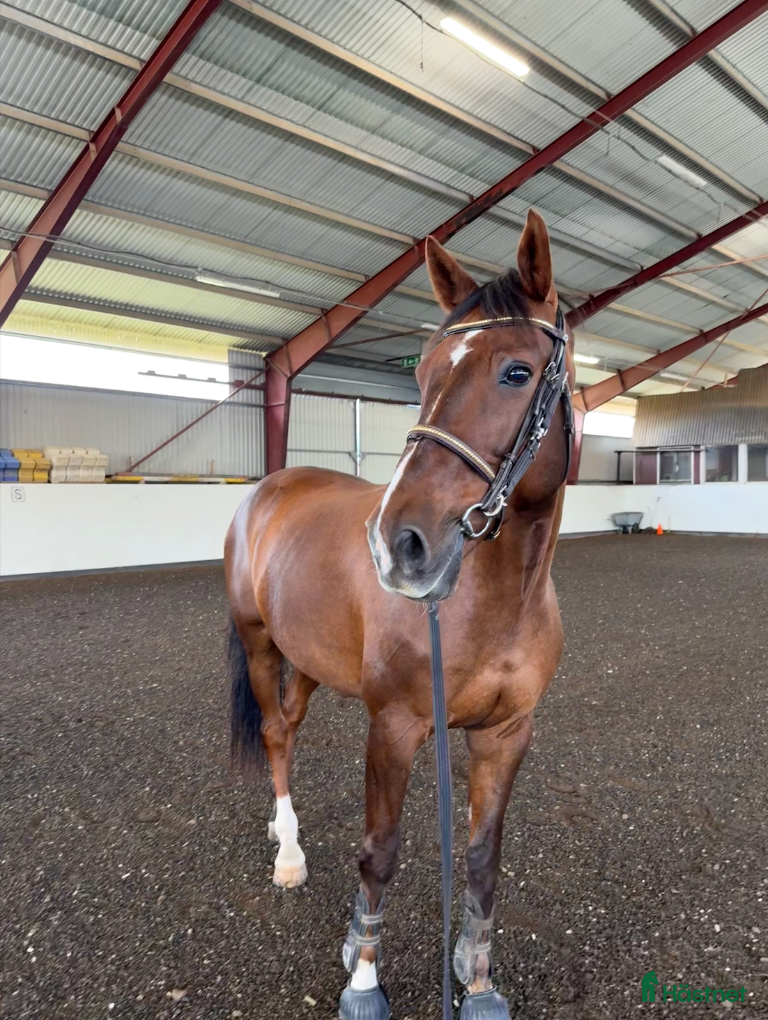  hästar Valack med fin stam - Annons 17