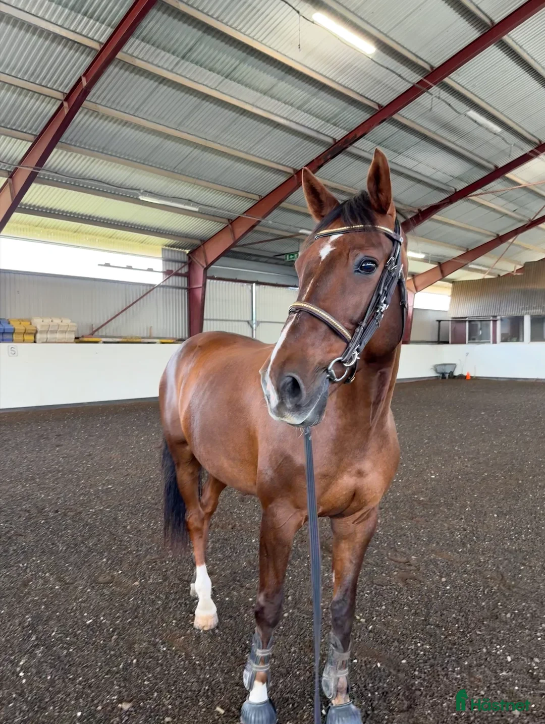 Allround hästar till salu: Valack med fin stam i Vallentuna - Annons 1