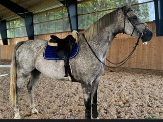 hästar Framtida tävlingskompis! i Kågeröd - Annons 18