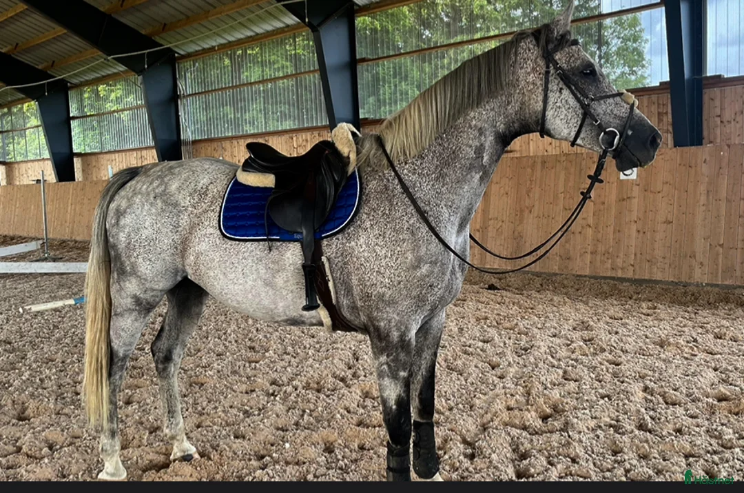 Hoppning hästar till salu: Framtida tävlingskompis!  i Kågeröd - Annons 1