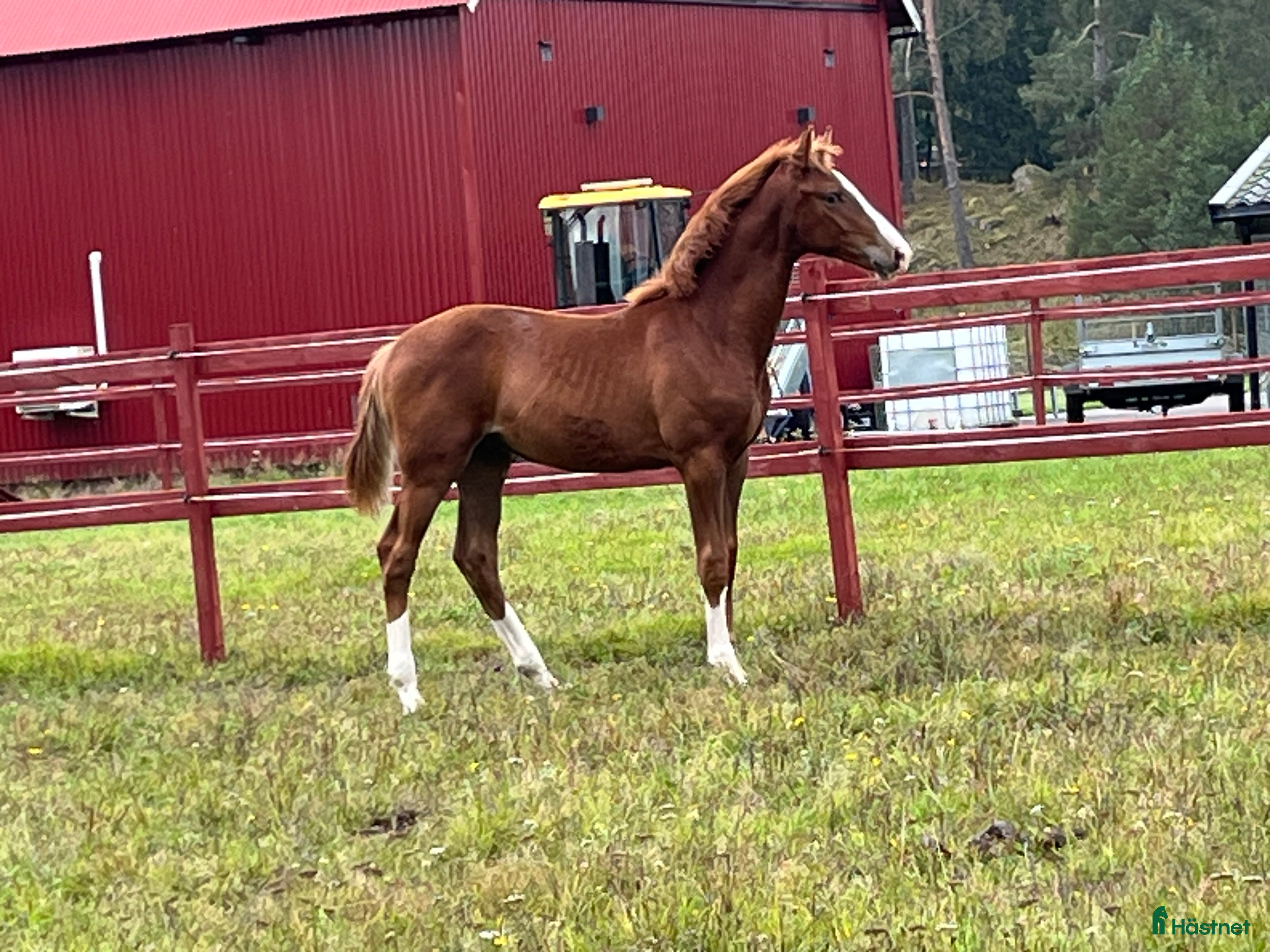  hästar Powermamma! - Annons 9