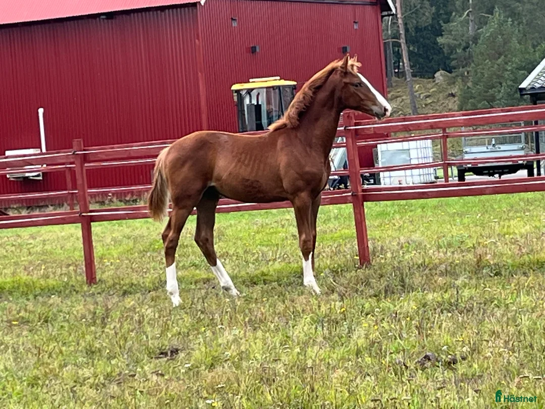 Avelshästar hästar till salu: Powermamma! - Annons 1