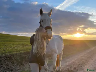 foderhäst Hoppglad bästavän i Helsingborg - Annons 2