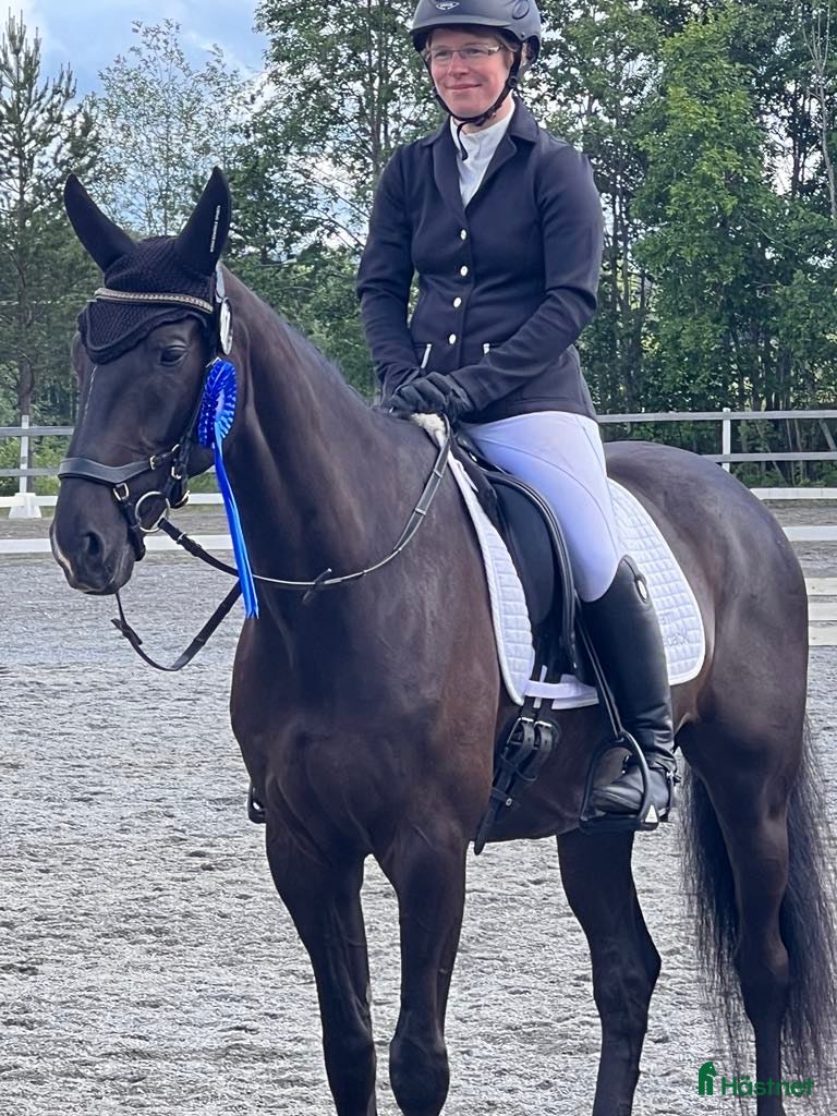 Allround hästar till salu: Snäll, elegant och känslig valack med stort hjärta - Annons 4