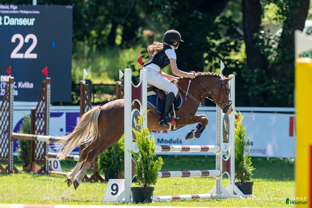 Hoppning hästar till salu: Welsh pony for sport - Annons 7