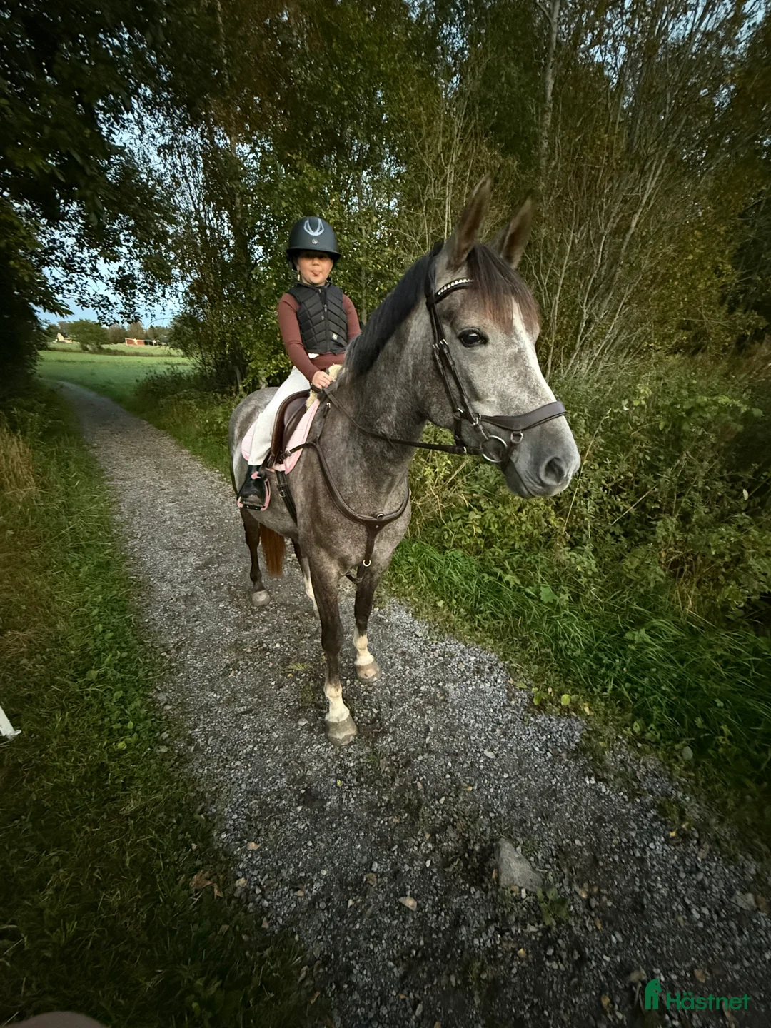 Allround hästar till salu: 4årig Welsh partbreed valack i Alnö - Annons 2