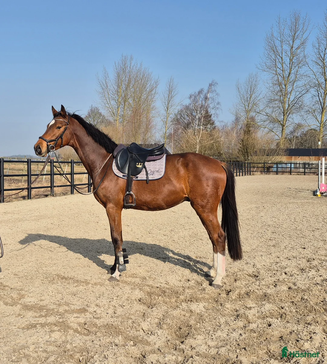 Hoppning hästar till salu: 4 års holsteiner valack - Annons 1