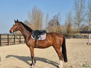 hästar 4 års holsteiner valack - Annons 16