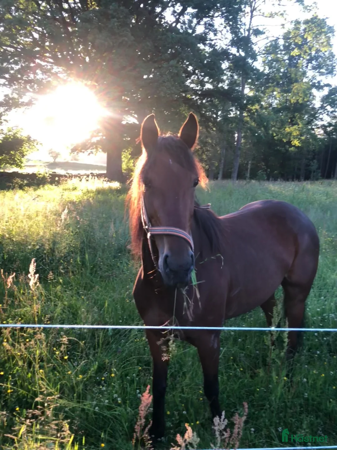 Övrigt hästar sökes: Sällskapshäst sökes - Annons 3