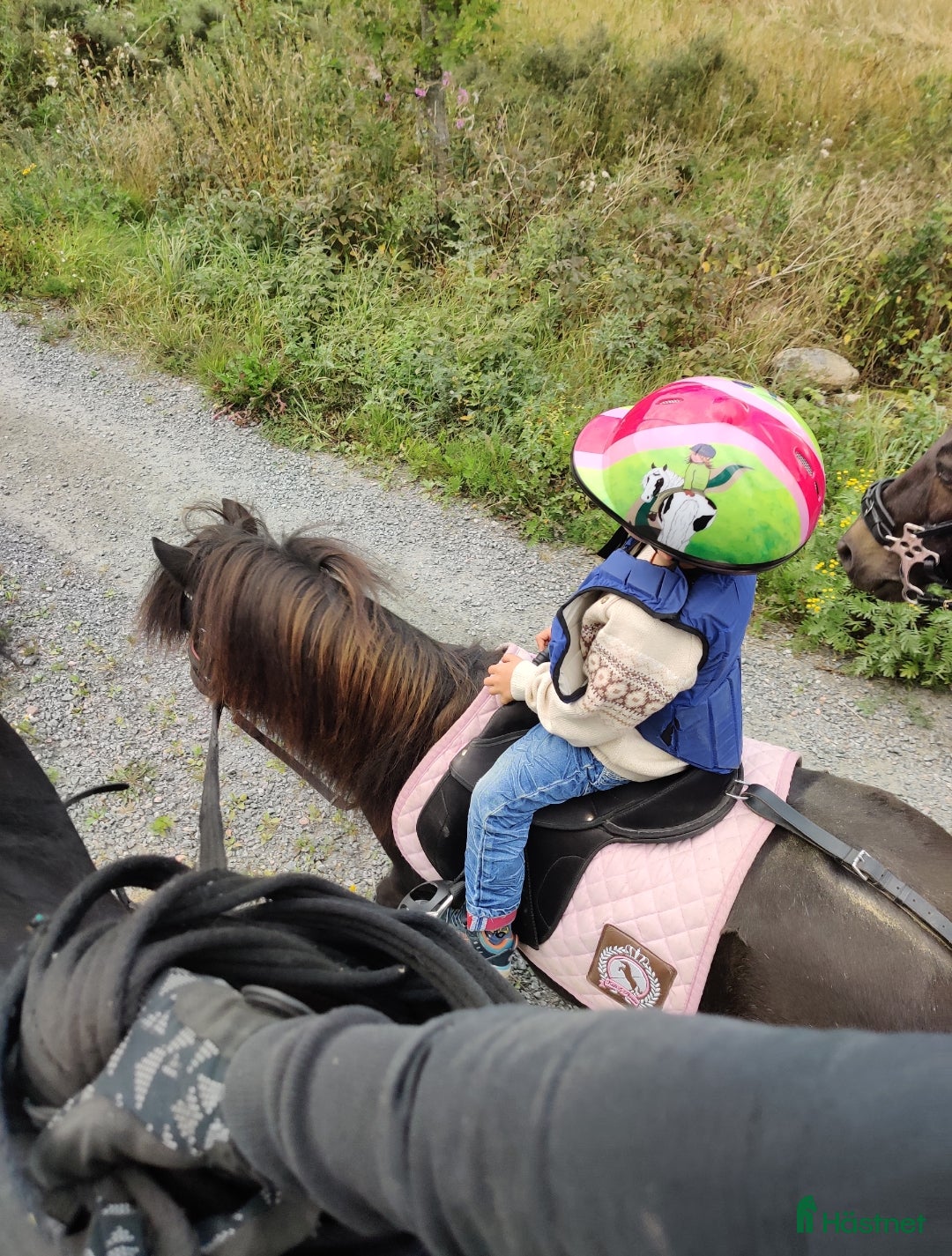 Allround hästar till salu: Värdens bästa ponny letar efter ny ryttare  i Veddige - Annons 7