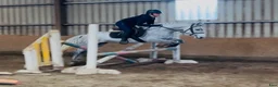 Hoppning hästar till salu: Jumping pony - Annons 12