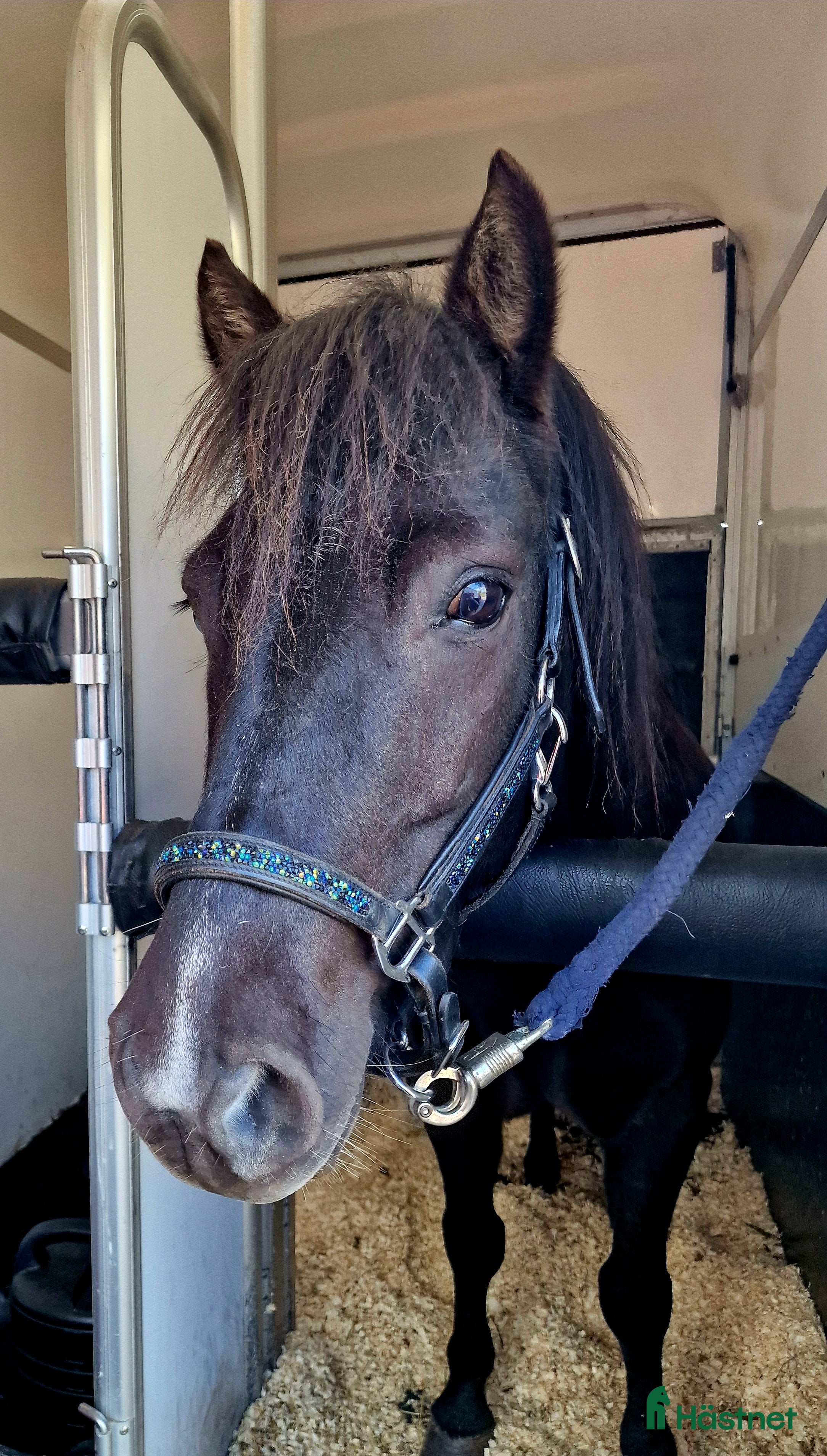  foderhäst B-ponny söker hel/halvfodervärd i Skyttorp - Annons 9
