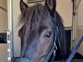 foderhäst B-ponny söker hel/halvfodervärd i Skyttorp - Annons 13