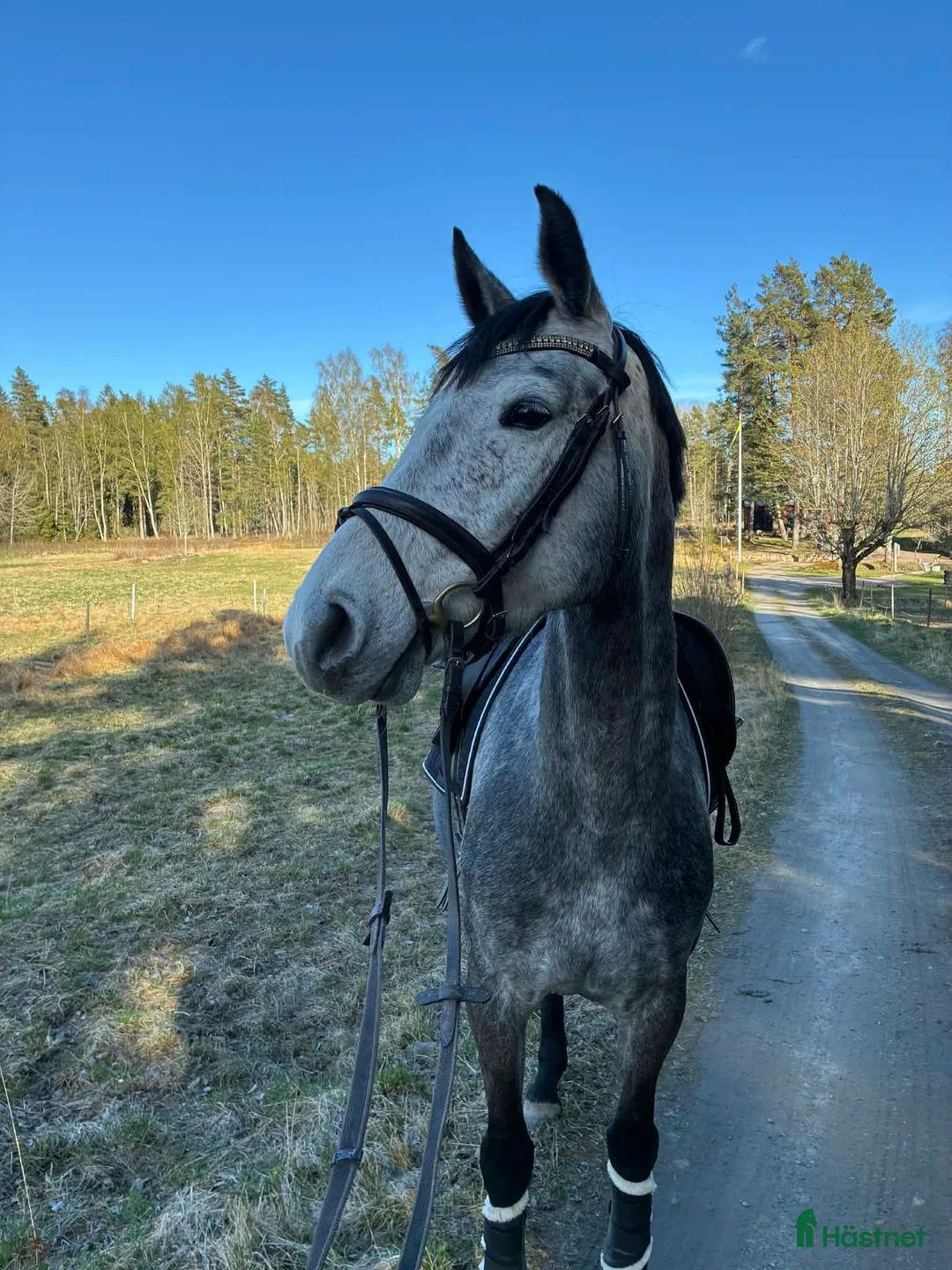Hoppning hästar till salu: Ett Sto som syns i mängden - Annons 1