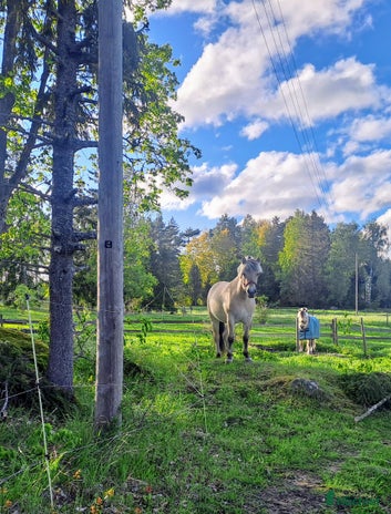 hästar i Enköping - Annons 10