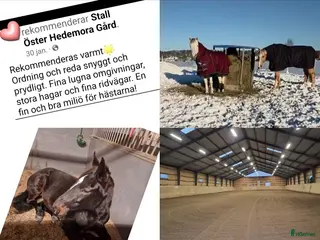 stallplats Välkommen 🐎🌸 i Ärla - Annons 16