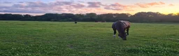  stallplats finnes: Lösdriftsplatser och möjlighet för boende - Annons 1