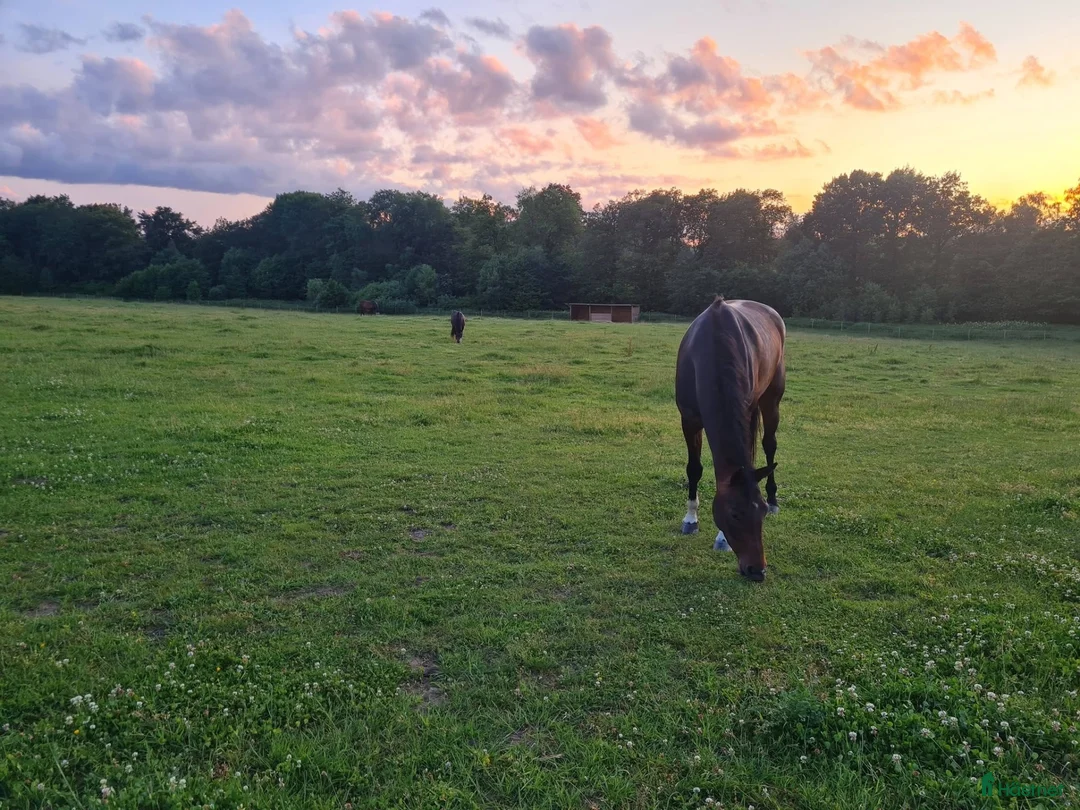  stallplats finnes: Lösdriftsplatser och möjlighet för boende - Annons 1