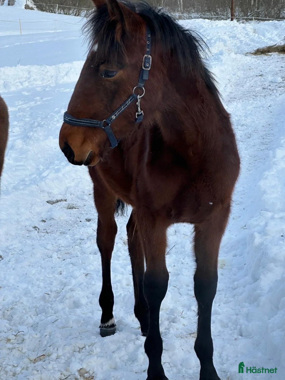 Trav hästar till salu: Fin ettåring i Gästrike-Hammarby - Annons 3