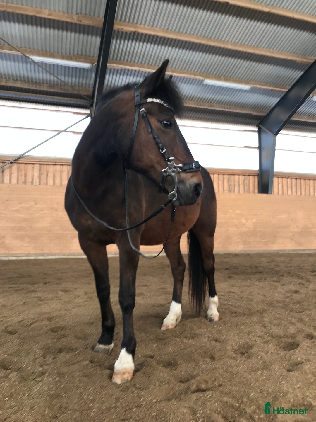  foderhäst finnes: D-ponny letar fodervärd, sällskap/lättare ridning i Tvååker - Annons 2