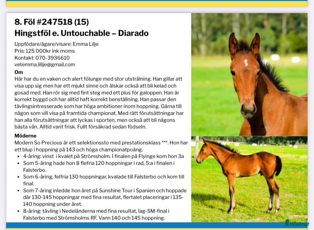 Hoppning hästar till salu: Premieföl med fantastiskt möderne i Köping - Annons 6