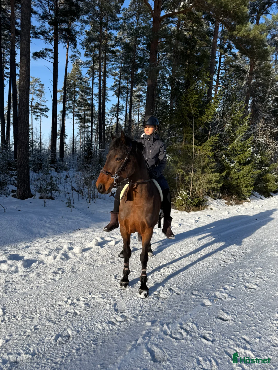 Hoppning hästar till salu: Snäll och social ponny med potential - Annons 2