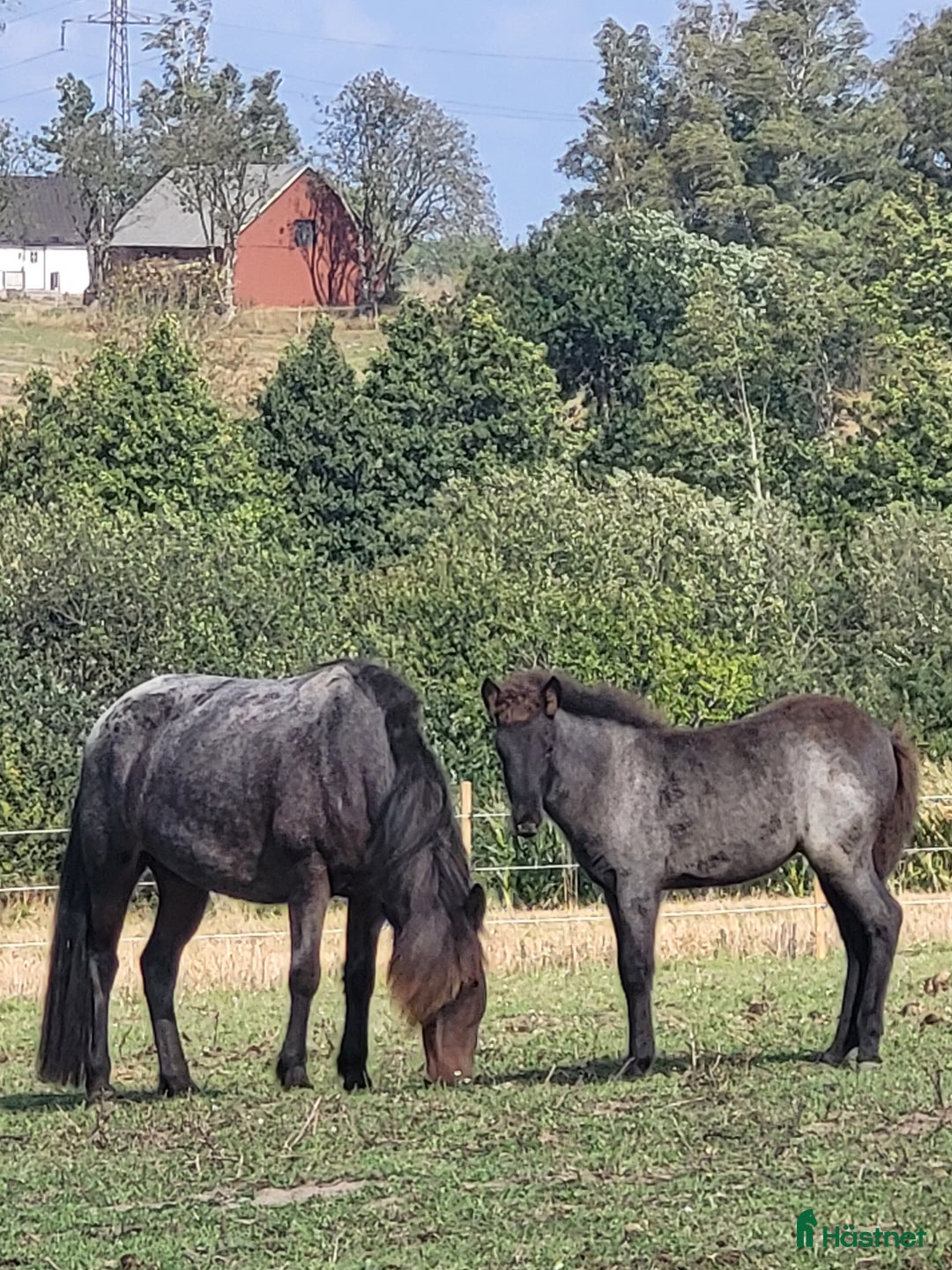 Island hästar till salu: Sto med föl i Laholm - Annons 1