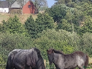 hästar Sto med föl i Laholm - Annons 4