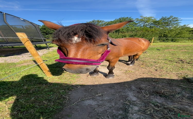  stallplats i Hörby - Annons 8