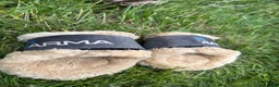 Benskydd hästutrustning till salu: Arma Carbon Bakskydd Fluff - Annons 2