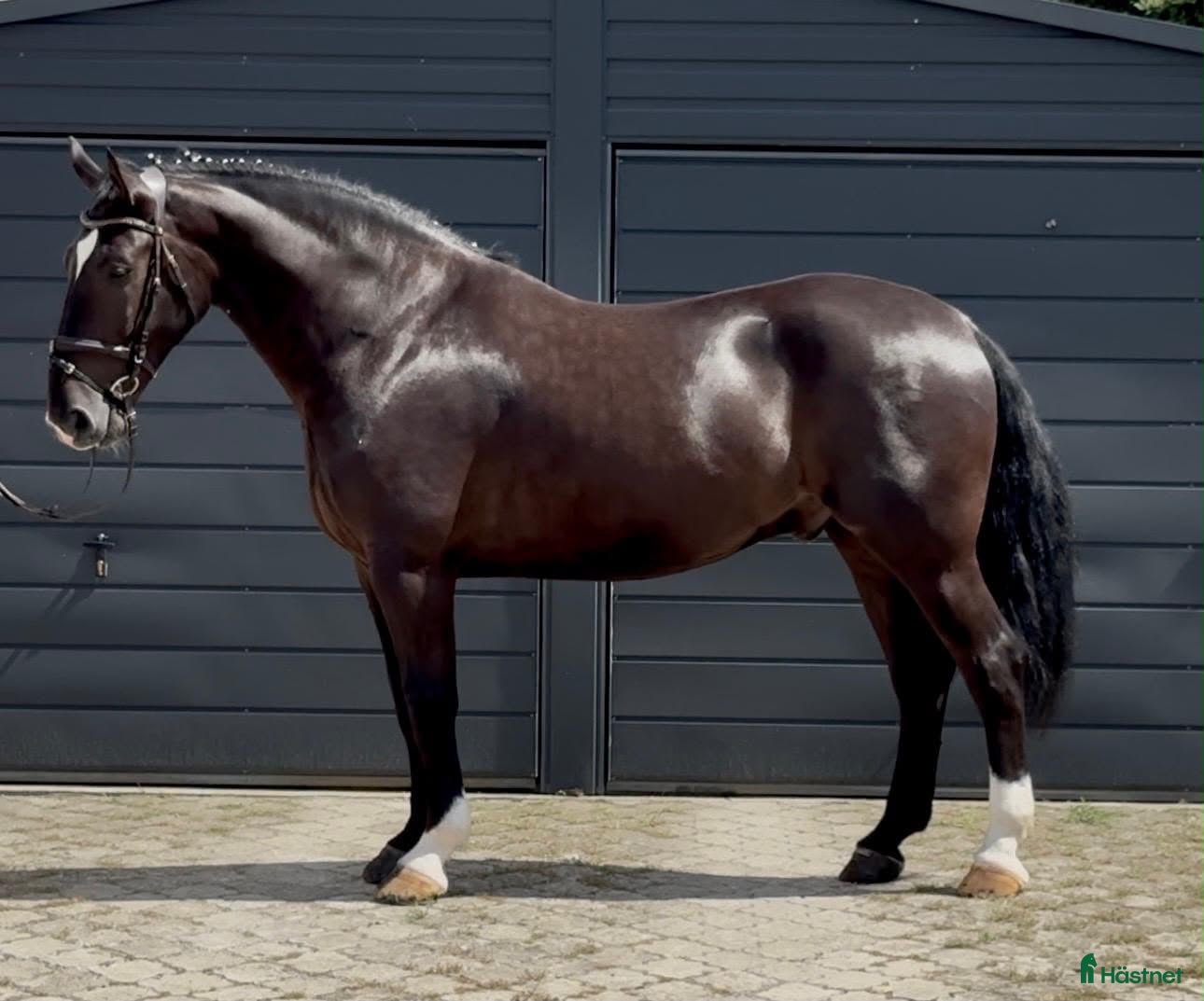  hästar 6 yo Silesian Gelding–Family & Recreational Horse - Annons 2