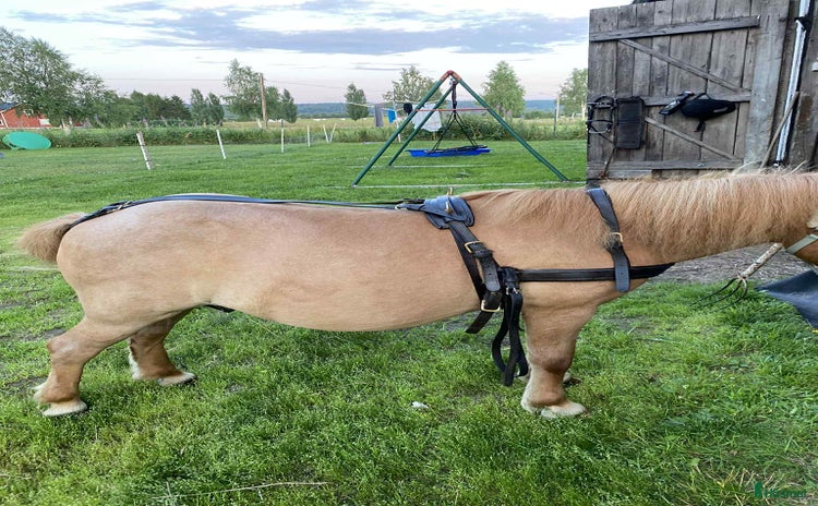 Körselar körning till salu: Bröstsele till shettis i Umeå - Annons 7