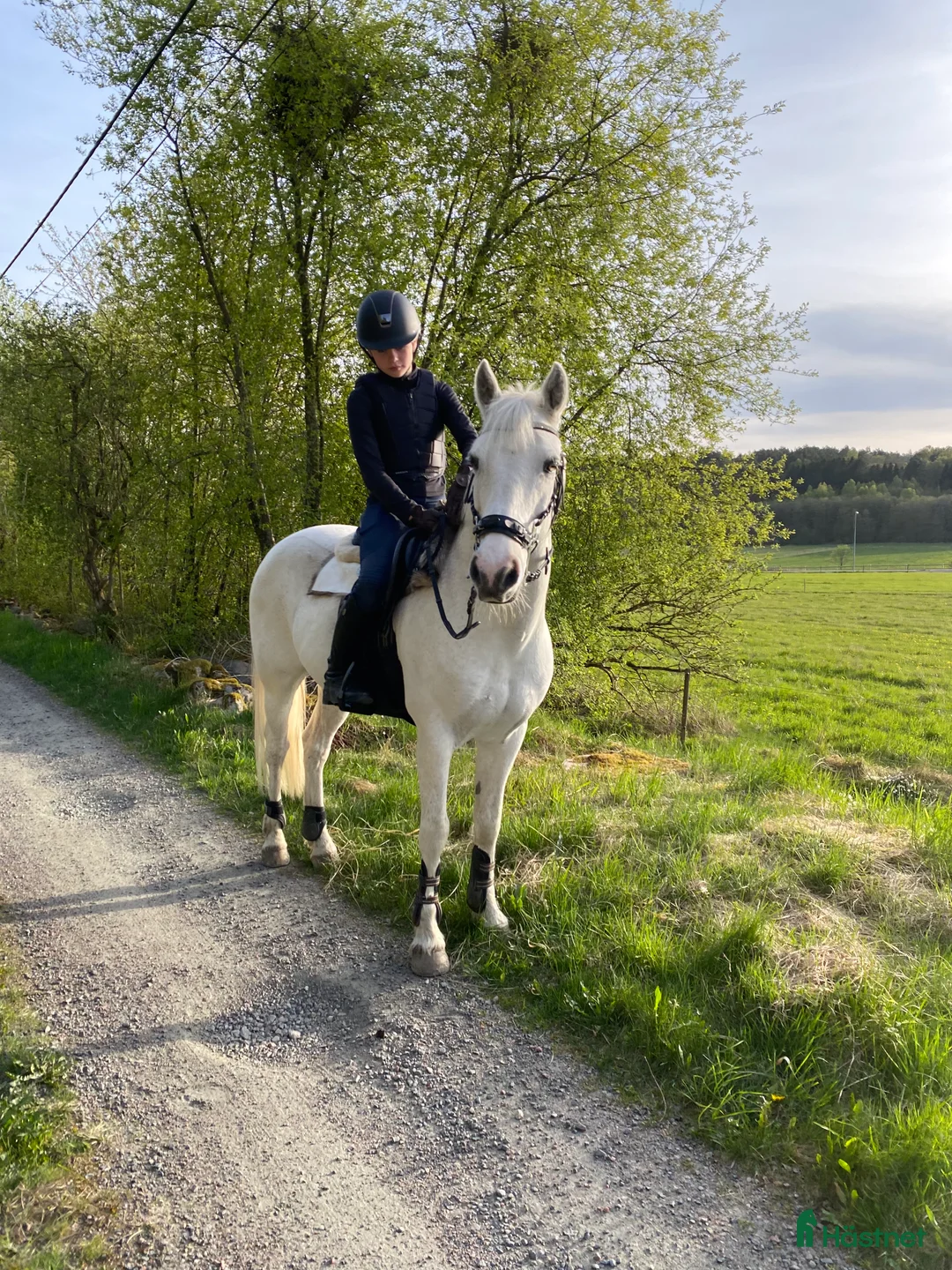 Allround hästar sökes: Söker d-ponny  i Kungsbacka - Annons 3