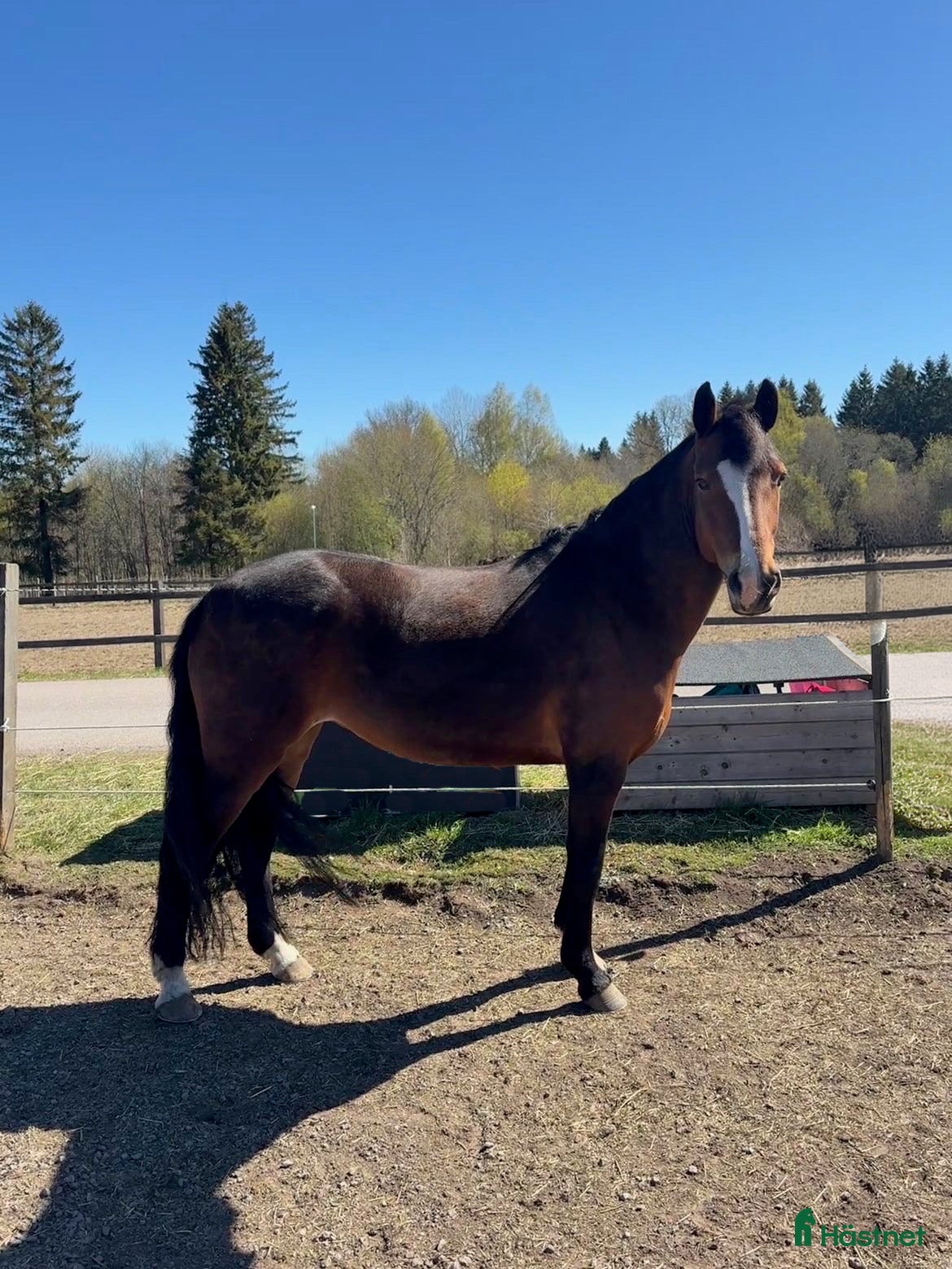 Allround hästar till salu: Trygg och arbetsvillig C-ponny med potential - Annons 1