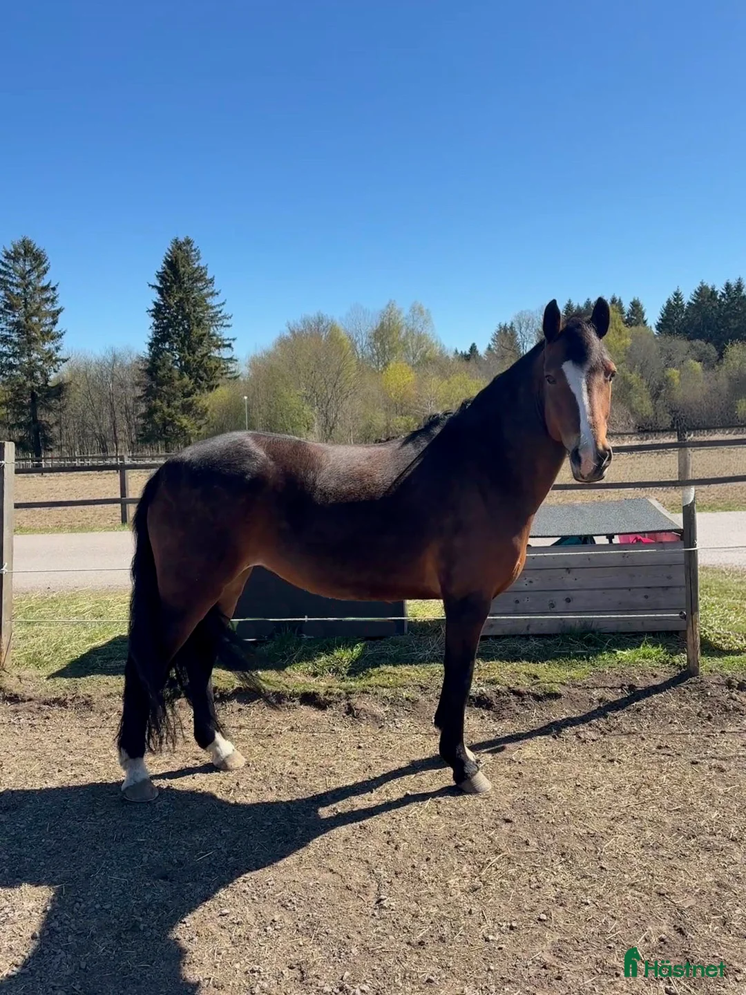 Allround hästar till salu: Trygg och arbetsvillig C-ponny med potential i Alvesta - Annons 1