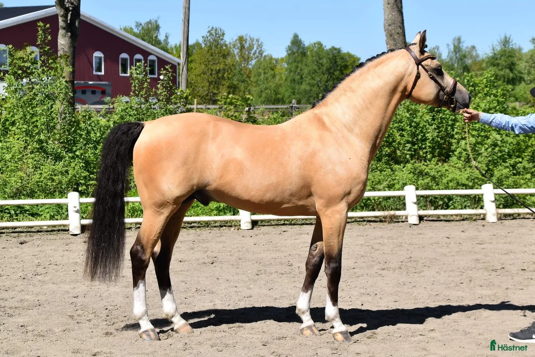 Hoppning hästar till salu: Framtida mästerskapsponny - Annons 6