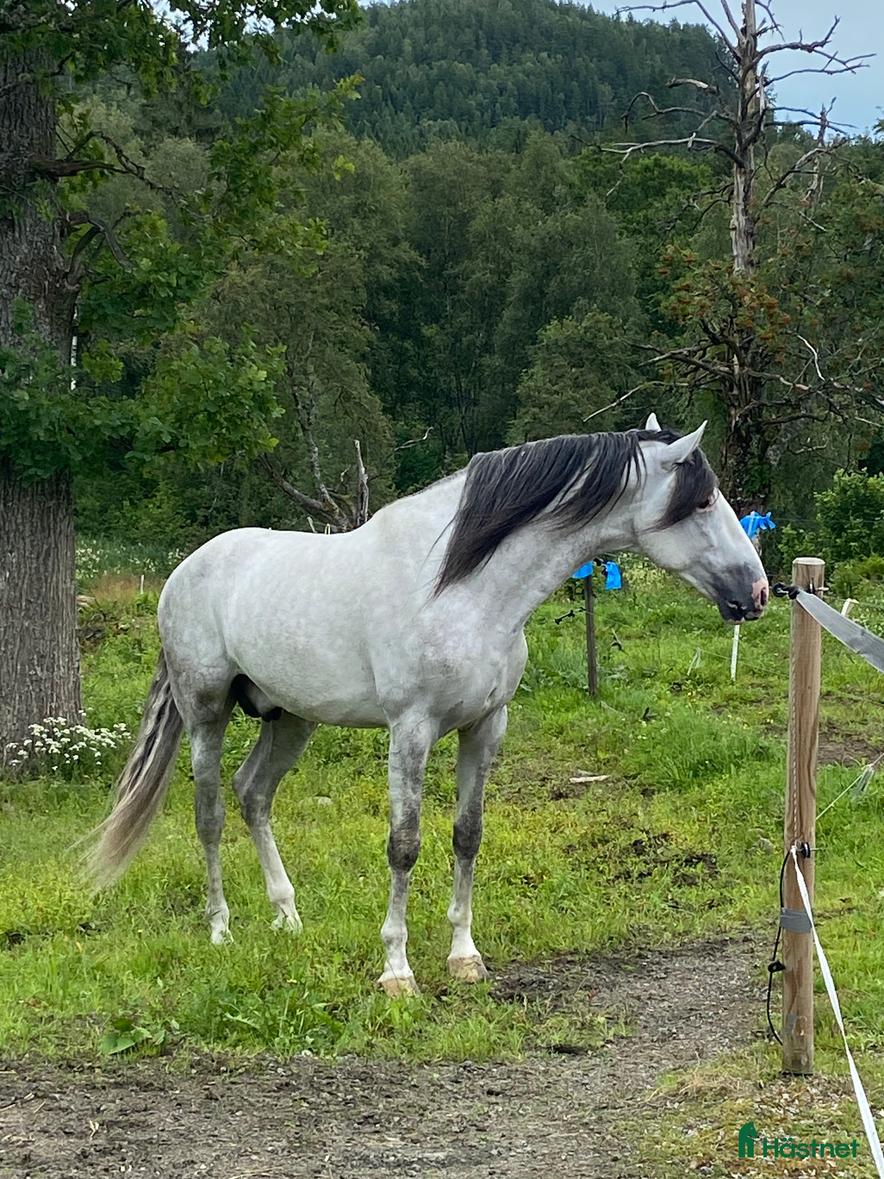  hästar Underbar häst PRE  i Bredared - Annons 12