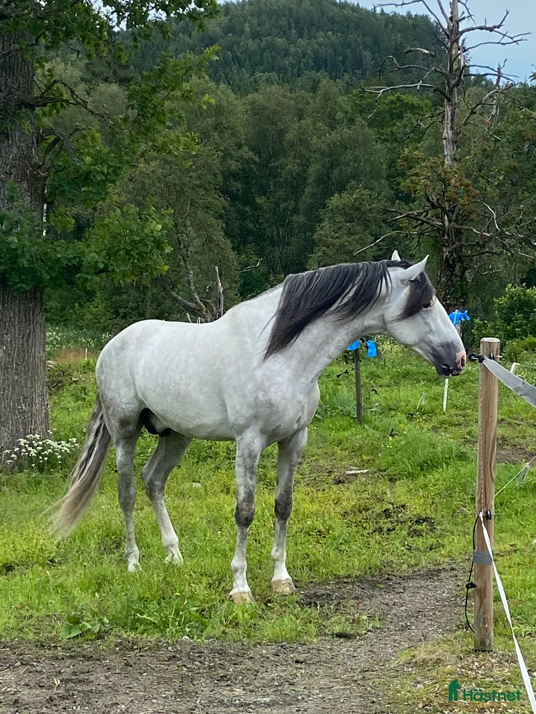 Allround hästar till salu: Underbar häst PRE  i Bredared - Annons 1