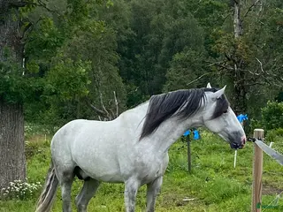 hästar Underbar häst PRE i Bredared - Annons 12