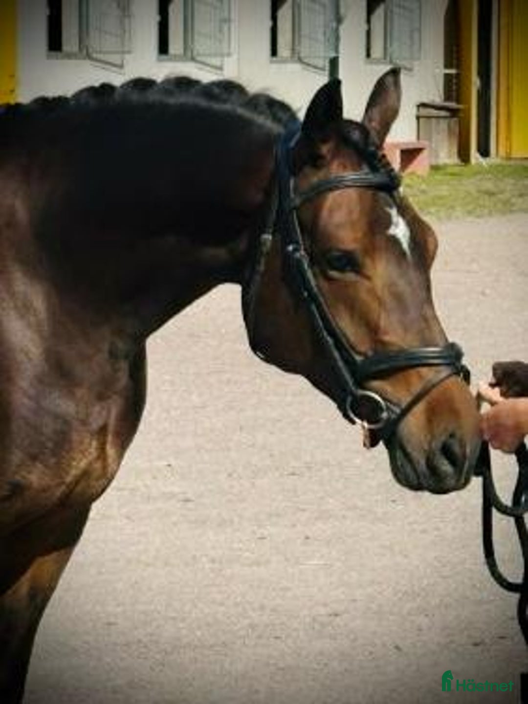 Hoppning hästar till salu: Charmig 4-årig ridponny valack i Skara - Annons 1