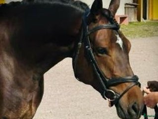 hästar Charmig 4-årig ridponny valack i Skara - Annons 8