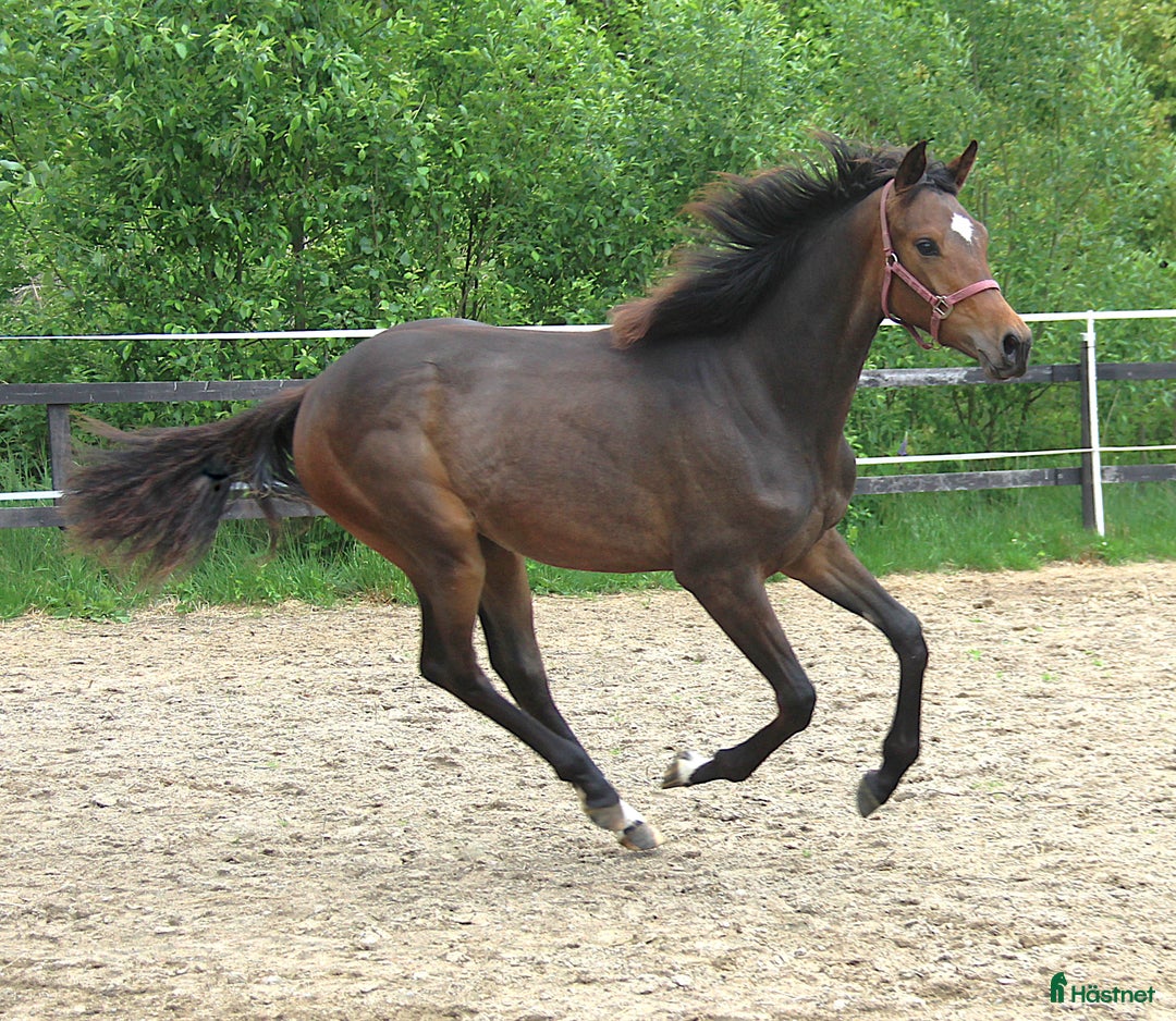 Dressyr hästar till salu: Kvalitets åring i Bollebygd - Annons 6
